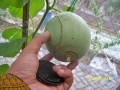 100_1909.JPG